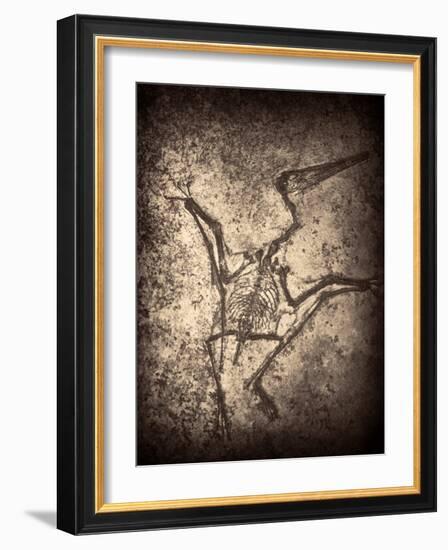 Pterodactylus Kochi-Clive Nolan-Framed Photographic Print