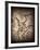 Pterodactylus Kochi-Clive Nolan-Framed Photographic Print