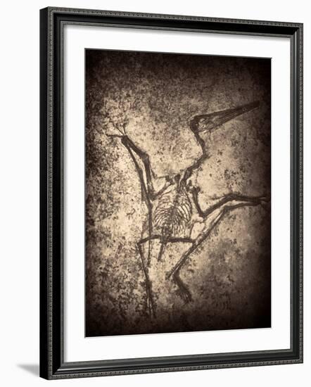 Pterodactylus Kochi-Clive Nolan-Framed Photographic Print