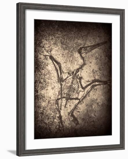 Pterodactylus Kochi-Clive Nolan-Framed Photographic Print