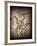 Pterodactylus Kochi-Clive Nolan-Framed Photographic Print