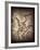 Pterodactylus Kochi-Clive Nolan-Framed Photographic Print