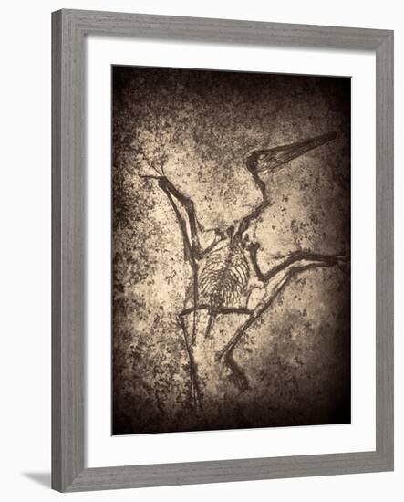 Pterodactylus Kochi-Clive Nolan-Framed Photographic Print