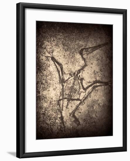 Pterodactylus Kochi-Clive Nolan-Framed Photographic Print