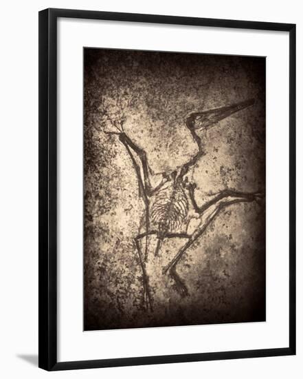 Pterodactylus Kochi-Clive Nolan-Framed Photographic Print