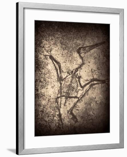 Pterodactylus Kochi-Clive Nolan-Framed Photographic Print