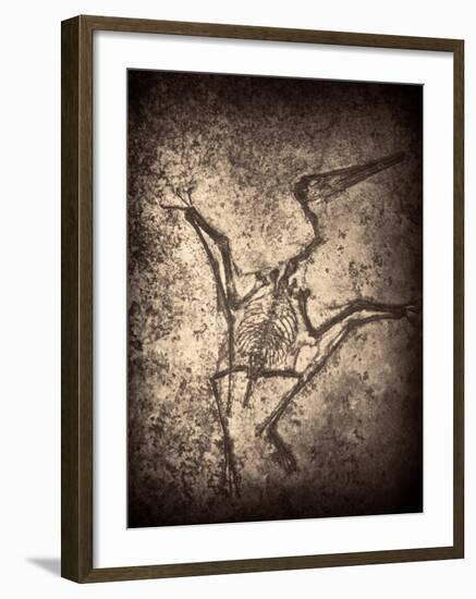 Pterodactylus Kochi-Clive Nolan-Framed Photographic Print