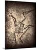 Pterodactylus Kochi-Clive Nolan-Mounted Photographic Print