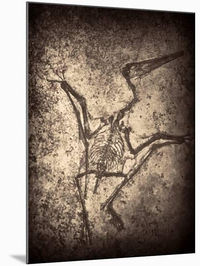 Pterodactylus Kochi-Clive Nolan-Mounted Photographic Print