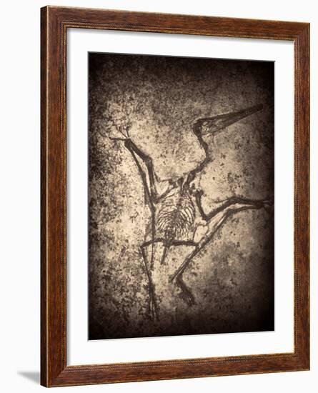 Pterodactylus Kochi-Clive Nolan-Framed Photographic Print