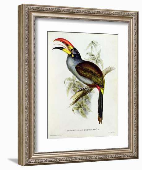 Pteroglossus Hypoglaucus from 'Tropical Birds'-John Gould-Framed Giclee Print