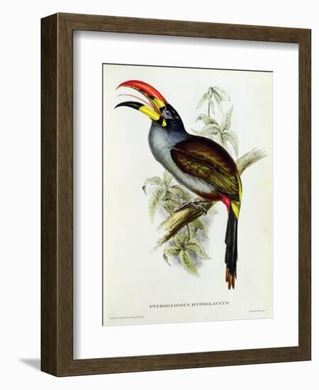 Pteroglossus Hypoglaucus from 'Tropical Birds'-John Gould-Framed Giclee Print