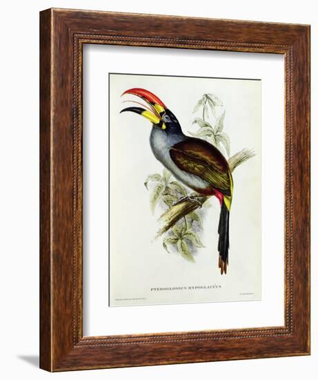 Pteroglossus Hypoglaucus from 'Tropical Birds'-John Gould-Framed Giclee Print