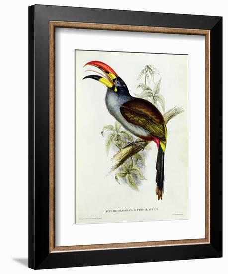 Pteroglossus Hypoglaucus from 'Tropical Birds'-John Gould-Framed Giclee Print