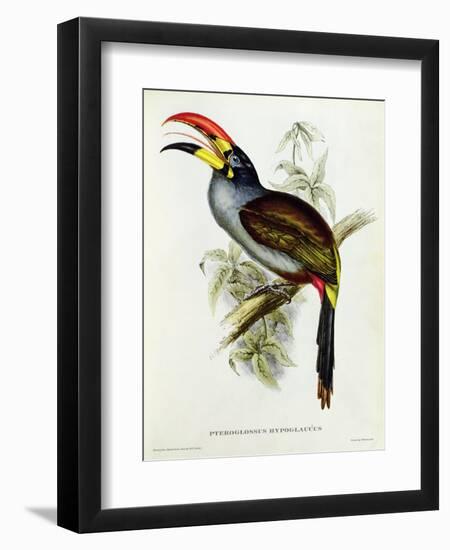 Pteroglossus Hypoglaucus from 'Tropical Birds'-John Gould-Framed Giclee Print