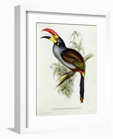 Pteroglossus Hypoglaucus from 'Tropical Birds'-John Gould-Framed Giclee Print