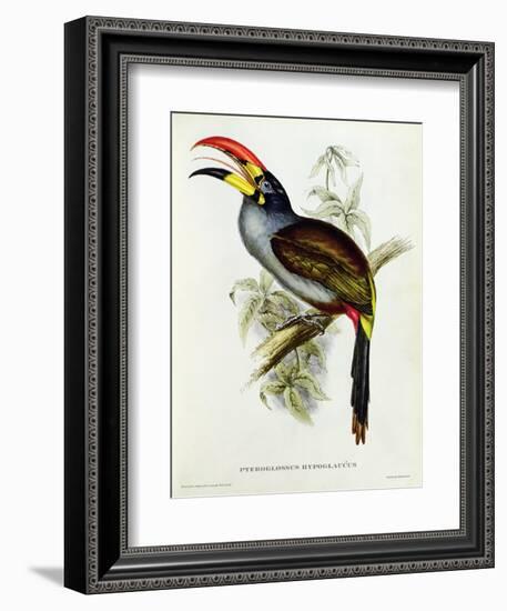 Pteroglossus Hypoglaucus from 'Tropical Birds'-John Gould-Framed Giclee Print