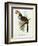 Pteroglossus Hypoglaucus from 'Tropical Birds'-John Gould-Framed Giclee Print