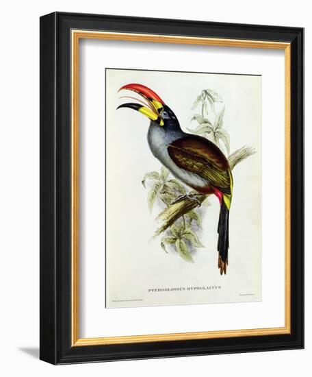 Pteroglossus Hypoglaucus from 'Tropical Birds'-John Gould-Framed Giclee Print