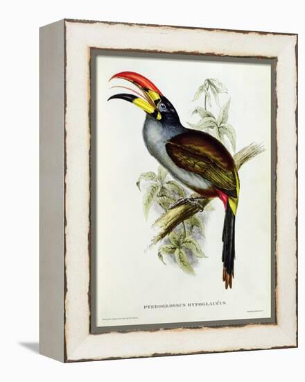 Pteroglossus Hypoglaucus from 'Tropical Birds'-John Gould-Framed Premier Image Canvas