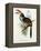 Pteroglossus Hypoglaucus from 'Tropical Birds'-John Gould-Framed Premier Image Canvas