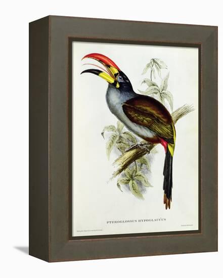Pteroglossus Hypoglaucus from 'Tropical Birds'-John Gould-Framed Premier Image Canvas