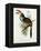 Pteroglossus Hypoglaucus from 'Tropical Birds'-John Gould-Framed Premier Image Canvas