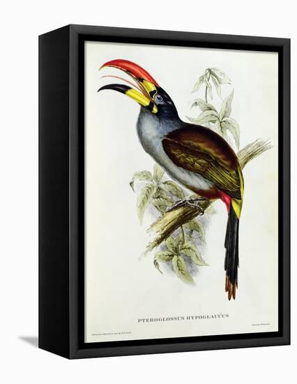 Pteroglossus Hypoglaucus from 'Tropical Birds'-John Gould-Framed Premier Image Canvas