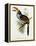 Pteroglossus Hypoglaucus from 'Tropical Birds'-John Gould-Framed Premier Image Canvas