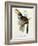 Pteroglossus Hypoglaucus from 'Tropical Birds'-John Gould-Framed Giclee Print