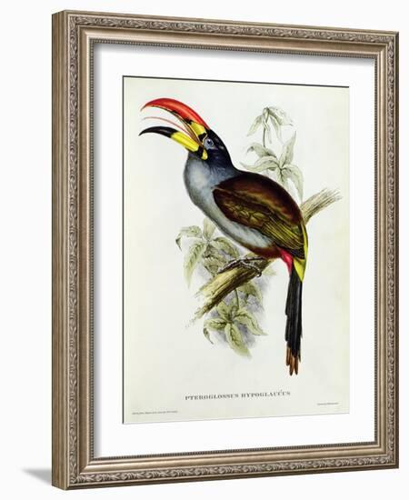 Pteroglossus Hypoglaucus from 'Tropical Birds'-John Gould-Framed Giclee Print