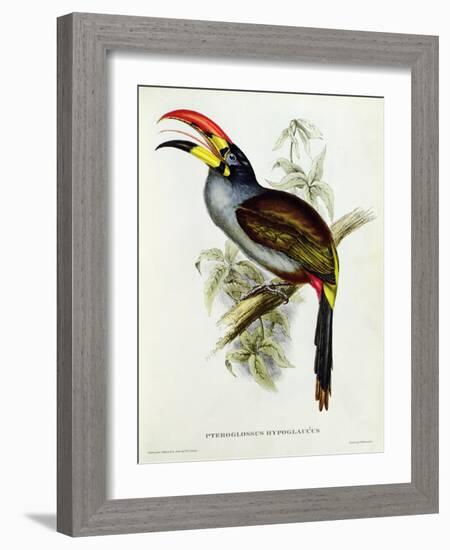 Pteroglossus Hypoglaucus from 'Tropical Birds'-John Gould-Framed Giclee Print