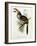 Pteroglossus Hypoglaucus from 'Tropical Birds'-John Gould-Framed Giclee Print