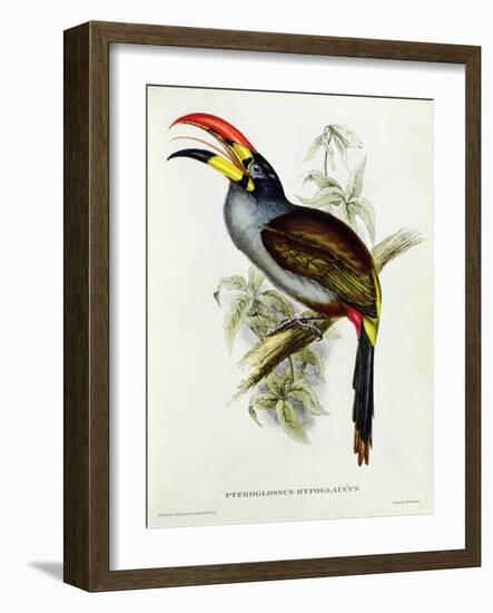 Pteroglossus Hypoglaucus from 'Tropical Birds'-John Gould-Framed Giclee Print