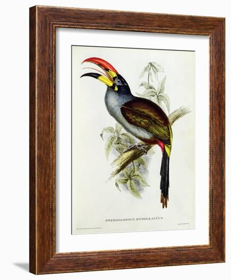 Pteroglossus Hypoglaucus from 'Tropical Birds'-John Gould-Framed Giclee Print
