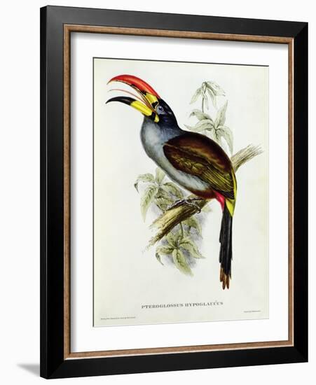 Pteroglossus Hypoglaucus from 'Tropical Birds'-John Gould-Framed Giclee Print