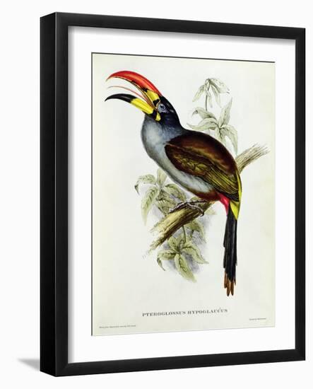 Pteroglossus Hypoglaucus from 'Tropical Birds'-John Gould-Framed Giclee Print