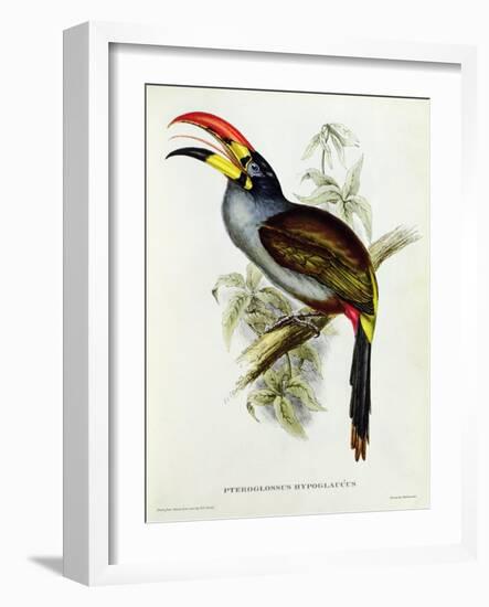 Pteroglossus Hypoglaucus from 'Tropical Birds'-John Gould-Framed Giclee Print