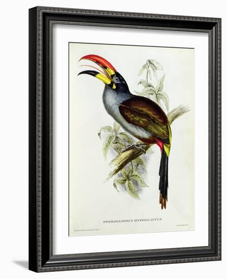 Pteroglossus Hypoglaucus from 'Tropical Birds'-John Gould-Framed Giclee Print