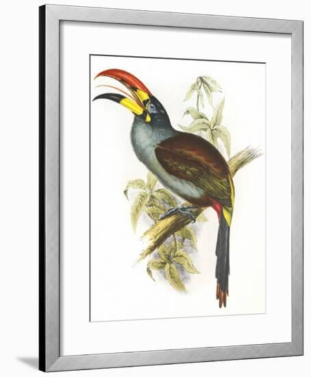 Pteroglossus Hypoglaucus-Aaron Ashley-Framed Art Print