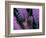 Pterois Volitans Fish-Andrea Ferrari-Framed Premium Photographic Print