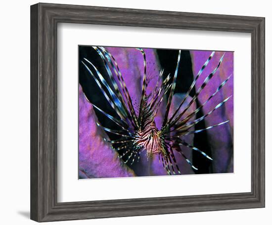 Pterois Volitans Fish-Andrea Ferrari-Framed Premium Photographic Print