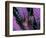 Pterois Volitans Fish-Andrea Ferrari-Framed Premium Photographic Print