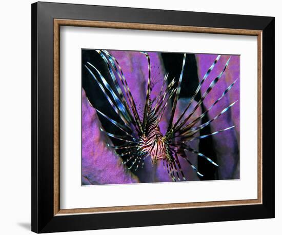 Pterois Volitans Fish-Andrea Ferrari-Framed Premium Photographic Print