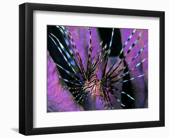 Pterois Volitans Fish-Andrea Ferrari-Framed Premium Photographic Print