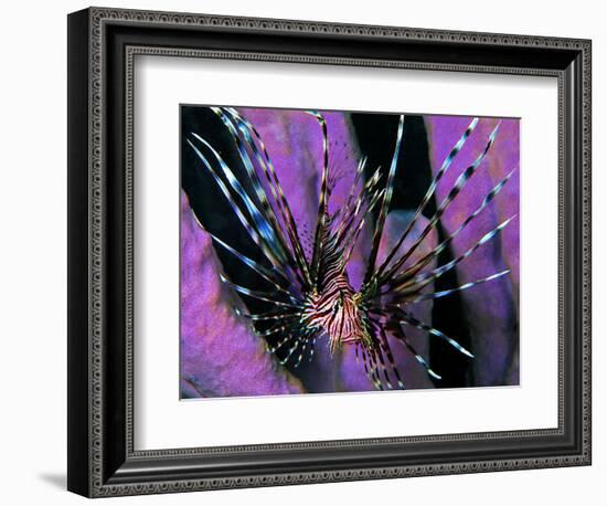 Pterois Volitans Fish-Andrea Ferrari-Framed Premium Photographic Print