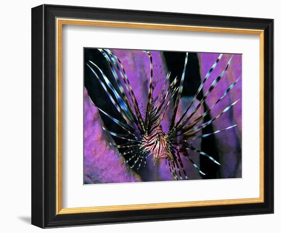 Pterois Volitans Fish-Andrea Ferrari-Framed Premium Photographic Print