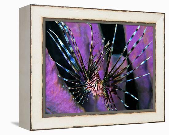 Pterois Volitans Fish-Andrea Ferrari-Framed Premier Image Canvas