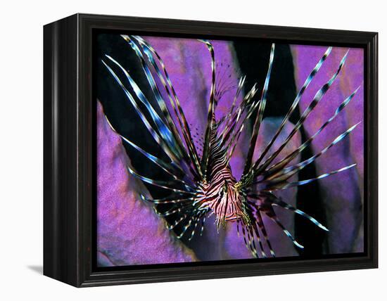 Pterois Volitans Fish-Andrea Ferrari-Framed Premier Image Canvas