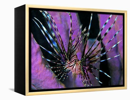 Pterois Volitans Fish-Andrea Ferrari-Framed Premier Image Canvas